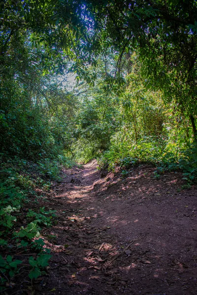 緑の木々や葉が美しい歩道 — ストック写真