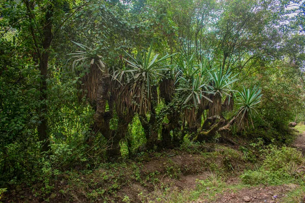 Plantas Grandes Com Ramos Verdes Musgo Floresta — Fotografia de Stock