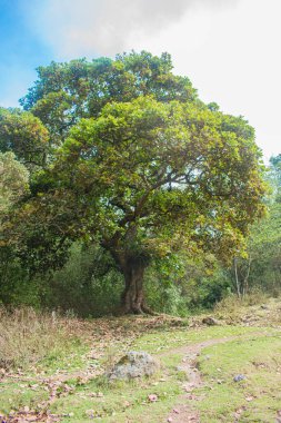 Yeşil yapraklı güzel büyük bir meşe ağacı.