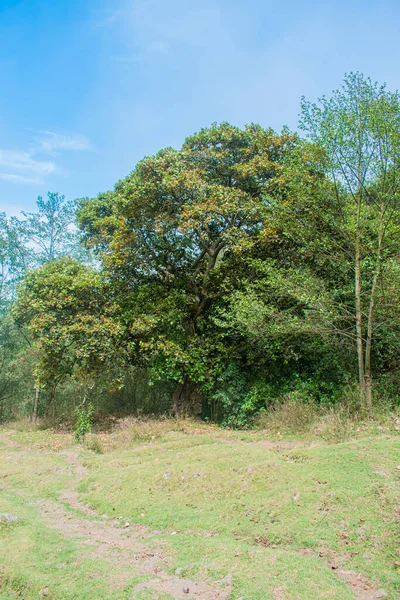 Pohon Oak Dengan Daun Hijau Dan Langit Biru Yang Indah — Stok Foto