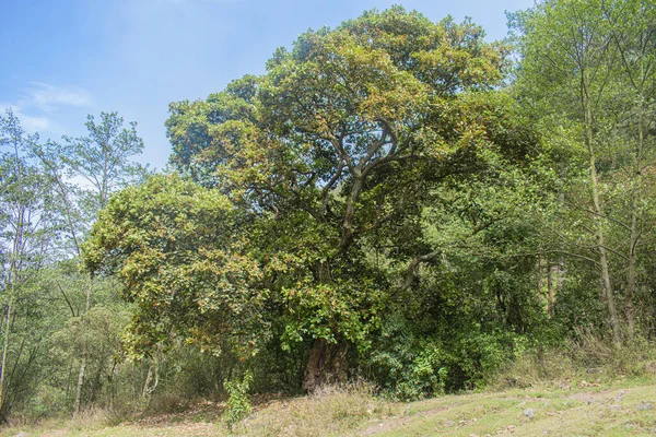 Árvore Verde Com Folhas Verdes Céu Azul — Fotografia de Stock