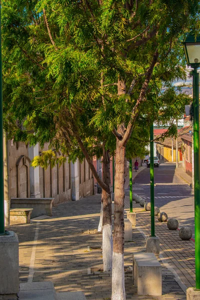 Árbol Con Hojas Verdes Calle Estilo Clásico —  Fotos de Stock