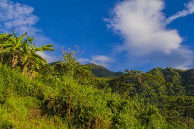 Solola dağlarındaki tropikal orman