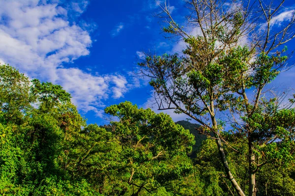 Hermoso Árbol Verde Ramas Paisaje Panorámico —  Fotos de Stock