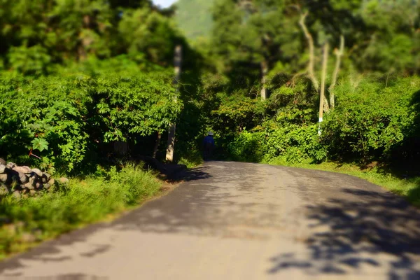 Belo Caminho Com Floresta Verde Árvores Grandes — Fotografia de Stock