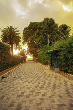 Gün batımlı taştan bir yolun kıyısındaki ağaçlar