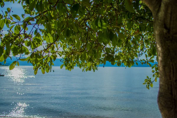 Grüne Blätter Mit Grünen Zweigen Mit Seegrund — Stockfoto