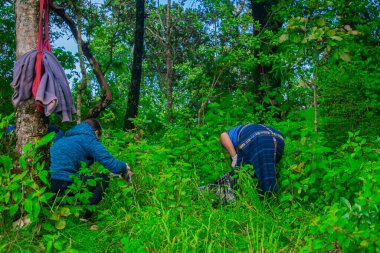 Ormandaki yerli Maya kadın çöp toplayıp ağaç dikiyor.
