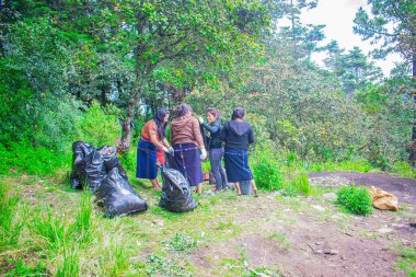 Cajola 'nın yerli kadınları ağaçlardan çöp topluyor.