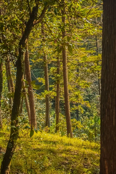 Лес Красивым Светом Солнца — стоковое фото
