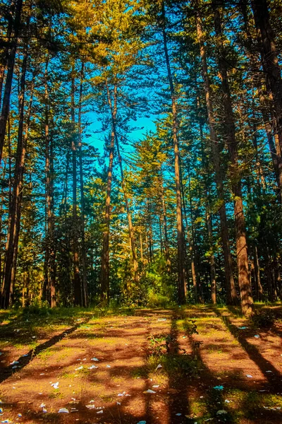 緑の葉と青空を背景にしたヒノキの森 — ストック写真