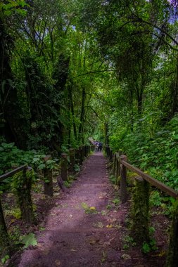 Ormanda odunlarla kaplı ahşap bir patika.
