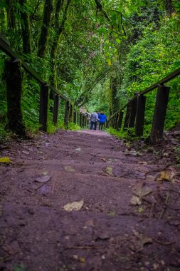 Ormandaki ahşap katmanlı patikada yokuş aşağı büyük kütükler var.