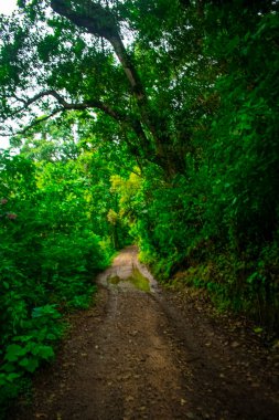 Ormanda dalları olan bir yol manzarası