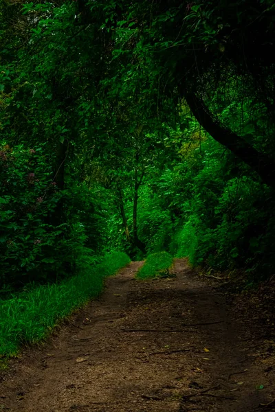 Caminho Selva Verde Com Logs — Fotografia de Stock