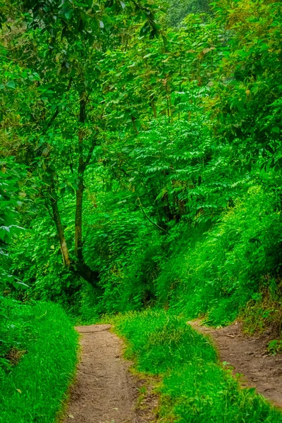Grüne Waldfrühlingslandschaft — Stockfoto
