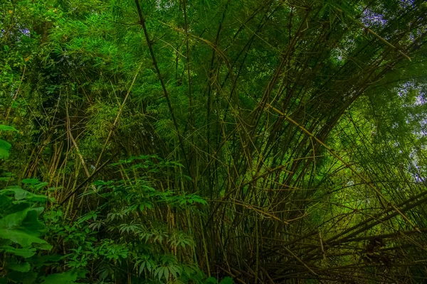 Bambú Verde Con Hojas Pequeñas —  Fotos de Stock