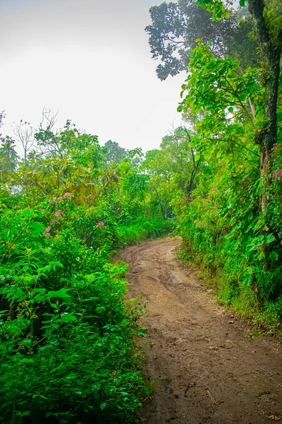 Jalan Hutan Dengan Langit Mendung — Stok Foto