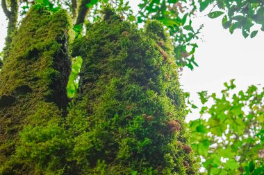 Yeşil yosun ve kahverengi mantarlı kuru sandık.