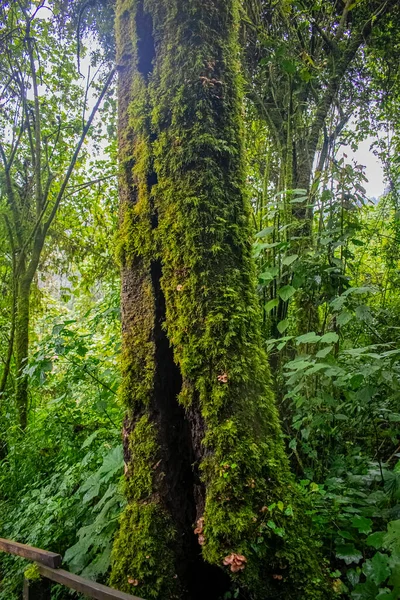 이끼가 나무줄기 — 스톡 사진