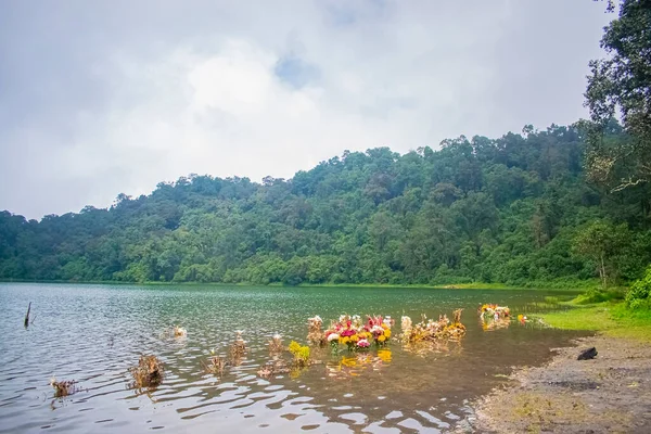 Fleurs Dans Lac Avec Fond Forêt — Photo