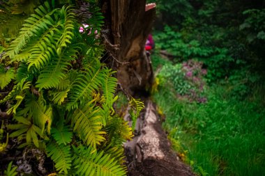 Kuru sandık ve yeşil bitkiler