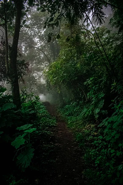 Туманный Лес Зелеными Растениями Тропинкой Ветвями Деревьев — стоковое фото