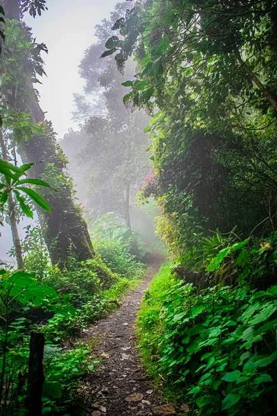 Bosque Brumoso Con Plantas Verdes —  Fotos de Stock