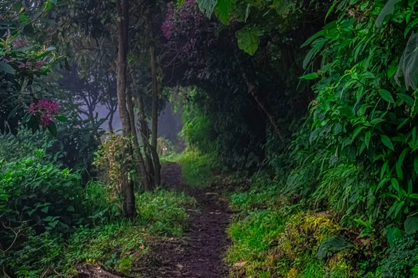 Hermoso Camino Bajo Los Árboles Laguna Chicabal —  Fotos de Stock