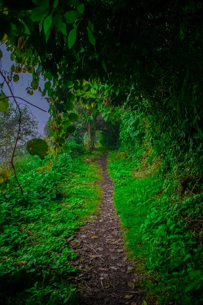 Caminho Sob Árvores Verdes Com Grama Lagoa Chicabal — Fotografia de Stock