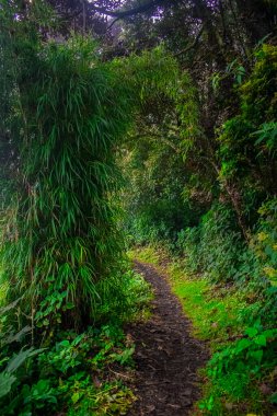 Bambu bitkileri ve büyük yapraklı yeşil ağaçlar.