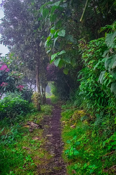 Path Trees Large Leaved Plants Chicabal Lagoon — 스톡 사진