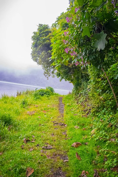 Caminho Com Árvores Verdes Flores Rosa Lagoa Chicabal — Fotografia de Stock