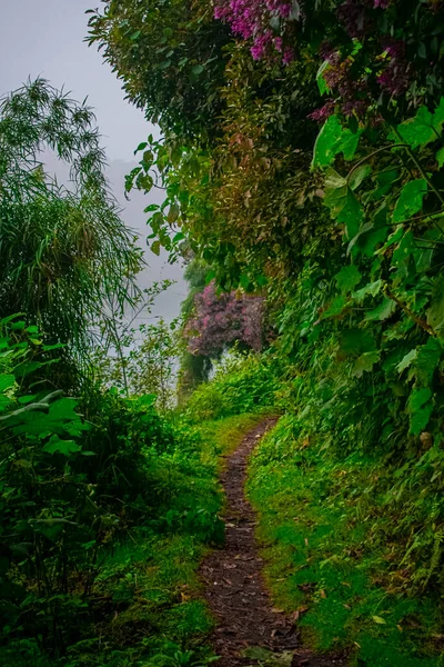 Красивая Зелень Бамбуковыми Растениями Шикабальная Лагуна — стоковое фото