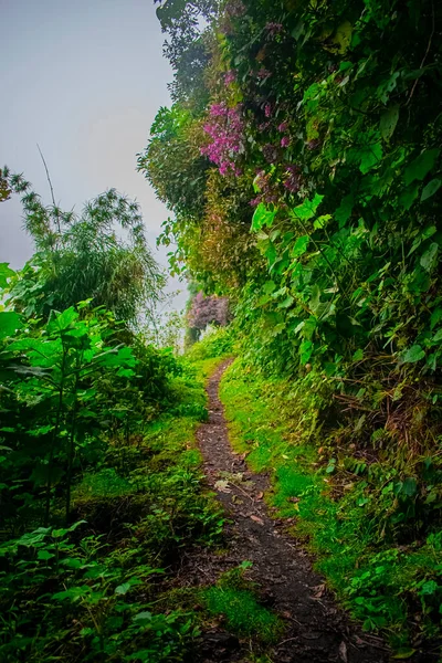 Caminho Entre Árvores Plantas Com Flores Lagoa Chicabal — Fotografia de Stock