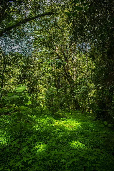 Красиві Стежки Між Зеленими Рослинами Стовбуром — стокове фото