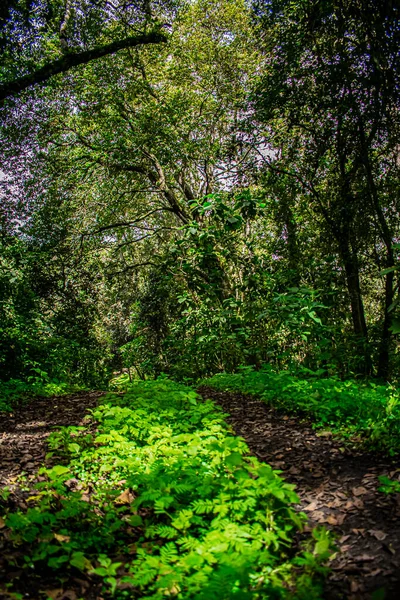 Wandelen Het Bos Met Planten Die Groeien Met Eikenbomen — Stockfoto
