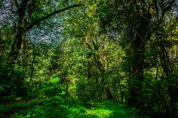 Belo Prado Com Grandes Árvores Verdes — Fotografia de Stock