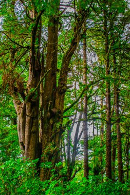 Kuru dalları ve çam ağaçları olan büyük bir gövde.