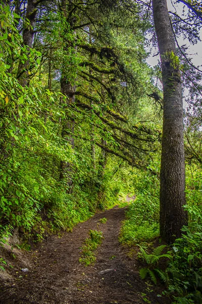 Wandelen Het Bos Met Grote Pijnboomstam — Stockfoto