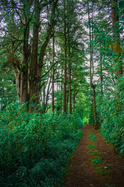 Verdi Bellissimi Tra Alberi Verdi — Foto Stock