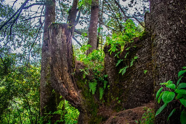 Krajobraz Drogowy Lesie — Zdjęcie stockowe