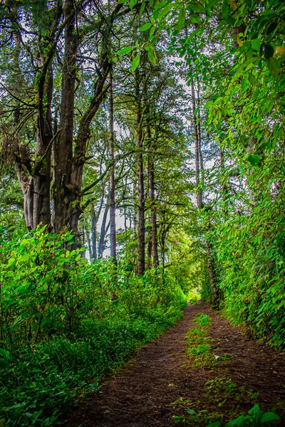 Büyük Yeşil Ağaçların Arasındaki Patika — Stok fotoğraf