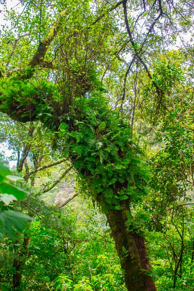 Зеленые Листья Лианы Стволе Дерева — стоковое фото