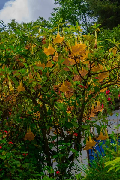 Flores Con Ramas Amarillas Campona — Foto de Stock