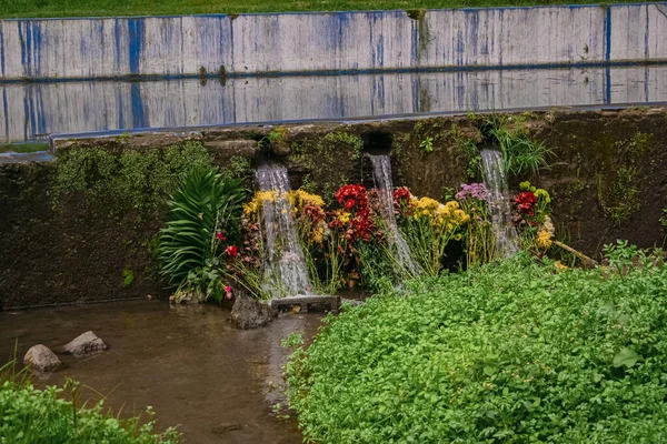 Vackra Blommor Med Vatten Och Grönt Gram — Stockfoto