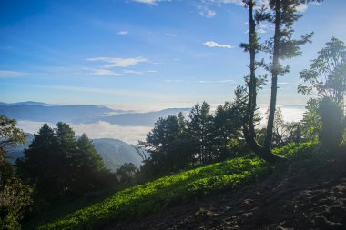 Arkasında dağlar olan çam ağaçları olan bir tarla.