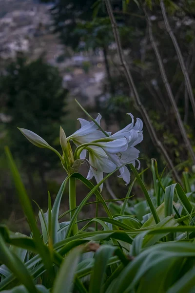 Красивый Белый Цветок Поля Зеленые Листья — стоковое фото