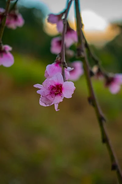 Flor Melocotón Con Color Rosado Más Centrado —  Fotos de Stock