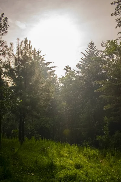 Borovice Krásným Východem Slunce San Juan Ostuncalco — Stock fotografie